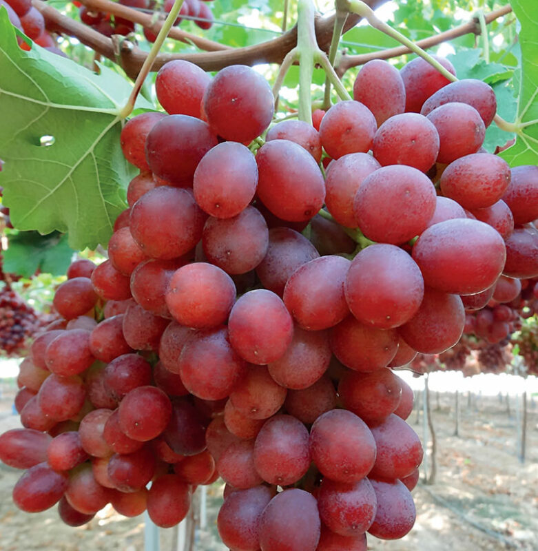 Uva seedless allison